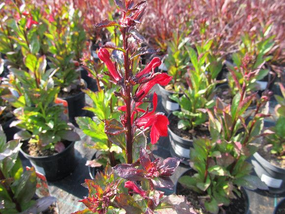 Lobelia speciosa F1 Scarlet – lobelka.