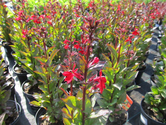 Lobelia speciosa F1 Scarlet – lobelka.