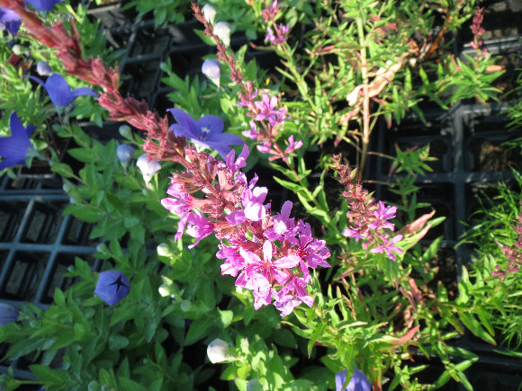 Lythrum virgatum Dropmore Purple  – kyprej.