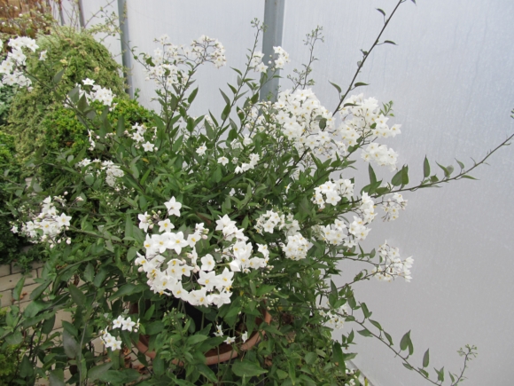 Solanum jasminoides - Jasmínokvětý lilek.