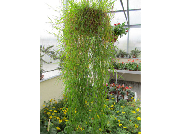 Agrostis stolonifera - Okrasný bambus.