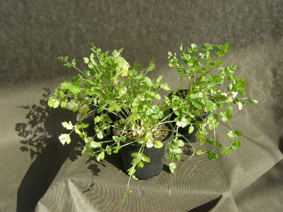 Koriandr - Coriandrum sativum.