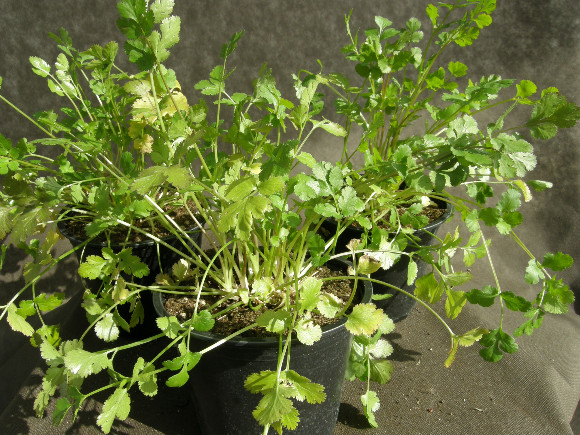 Koriandr - Coriandrum sativum.
