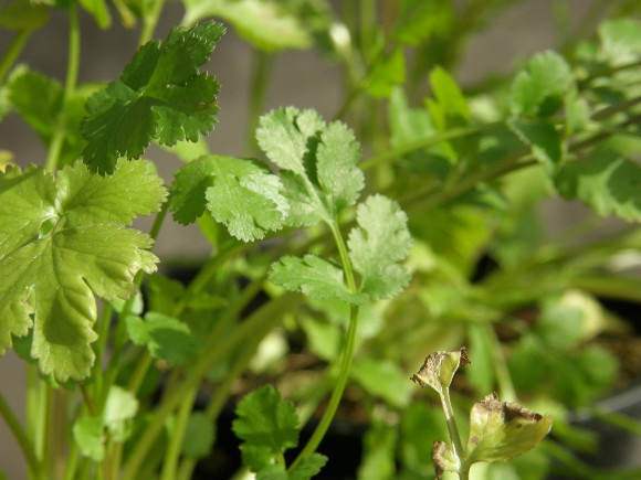 Koriandr - Coriandrum sativum.