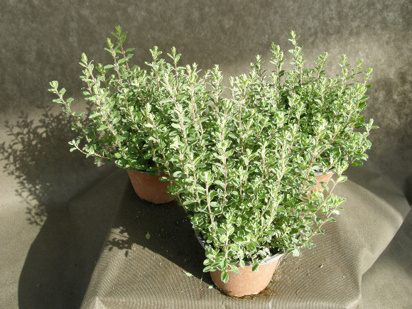 Majoránka - Origanum majorana.