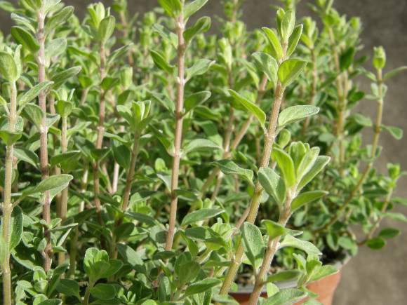 Majoránka - Origanum majorana.