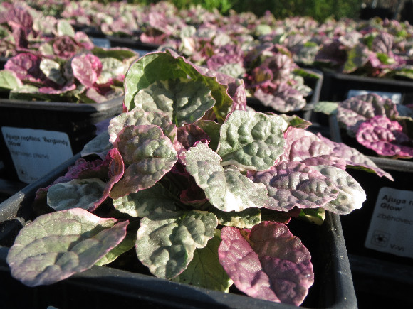 Ajuga reptans Burgundy Glow – zběhovec