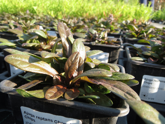 Ajuga reptans Chocolate Chips – zběhovec