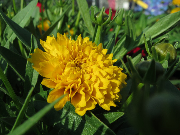 Coreopsis grandiflora  Golden Sphere – krásnoočko