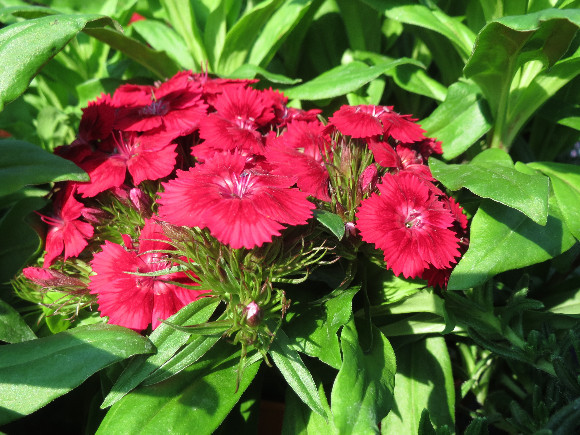 Dianthus barbatus Barbarini F1 Red – karafiát