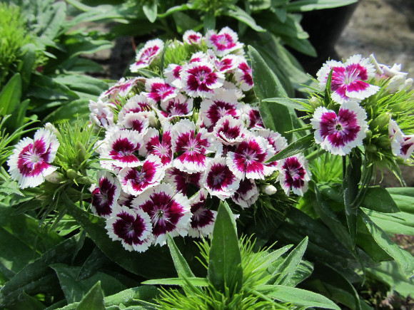 Dianthus barbatus Barbarini F1 Purple Picotee – karafiát