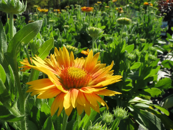 Gaillardia aristata Arizona  Apricot - kokarda