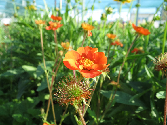 Geum coccineum Koi – kuklík