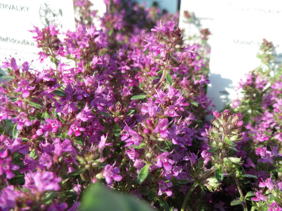 Thymus praecox Red Carpet – mateřídouška