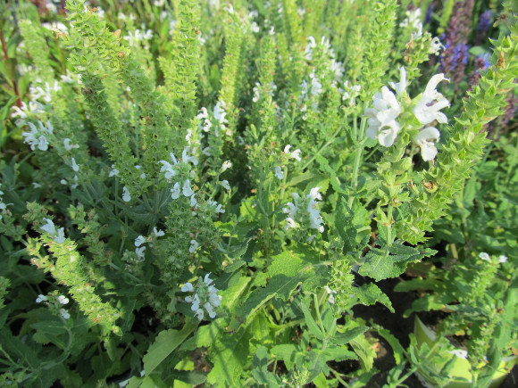 Salvia x superba Bordeau White – šalvěj