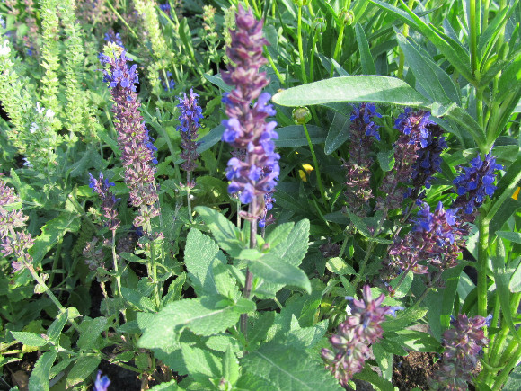 Salvia x superba Bordeau Blue – šalvěj