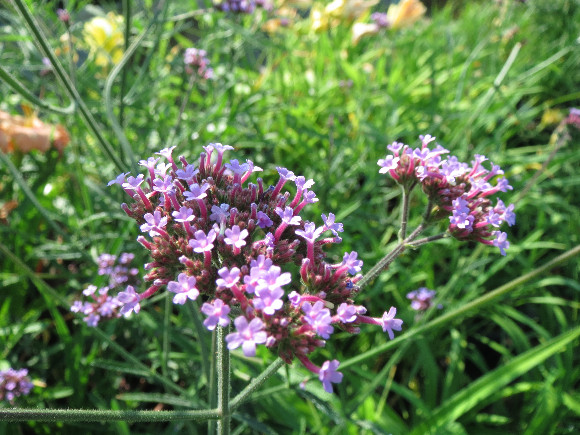 Verbena bonariensis – sporýš