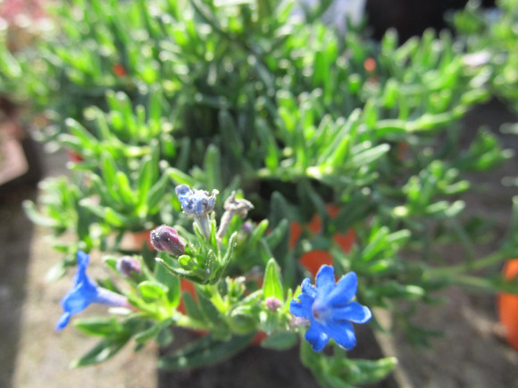 Lithodora diffusa Grace Ward Blue – kamejka