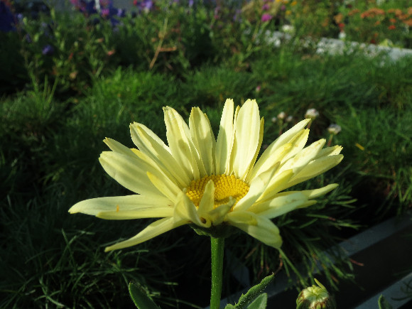 Leucanthemum  maximum F1 Broadway Lights – kopretina