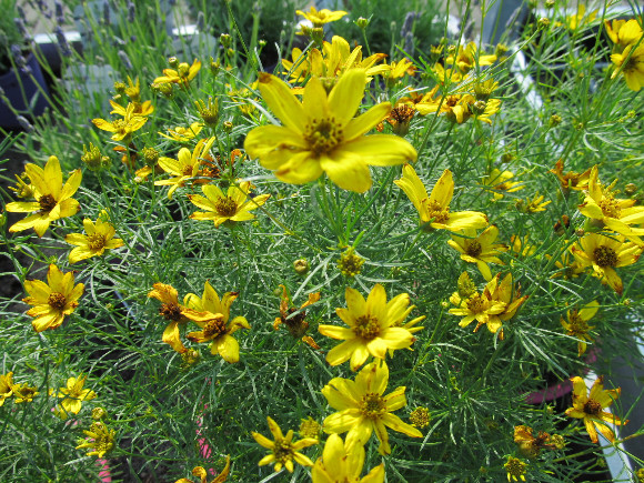 Coreopsis verticillata Zagreb – krásnoočko