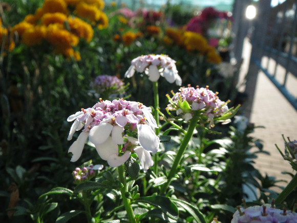 Iberis hybrida Pink Ice  - iberka