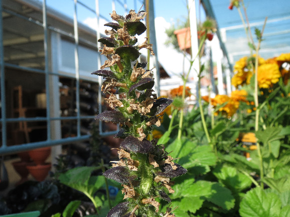 Ajuga reptans Black Scallop – zběhovec