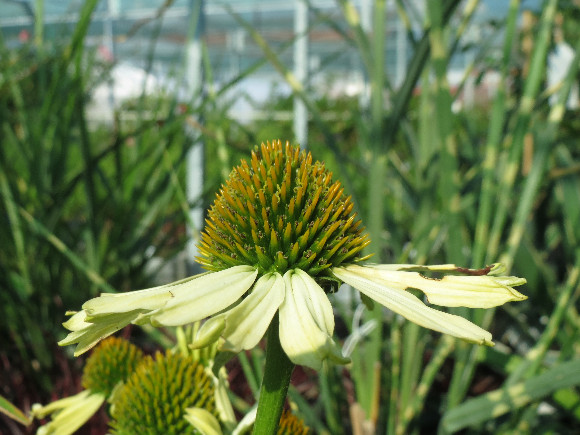 Echinacea purpurea Cleopatra – třapatka