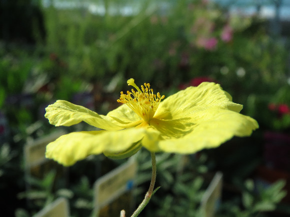 Helianthemum hybridum Golden – devaterník