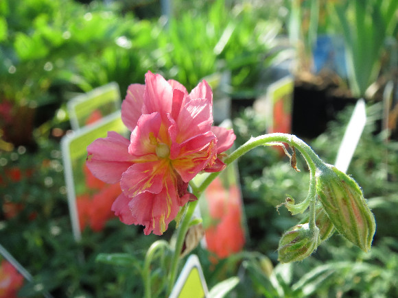 Helianthemum hybridum Cerise Queen – devaterník