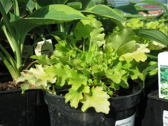 Heuchera hybrida Lime Marmalade - dlužicha