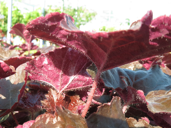 Heuchera hybrida Palace Purple – dlužicha