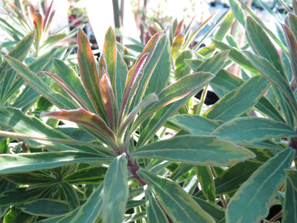 Euphorbia amygdaloides Purpurea  -  pryžec