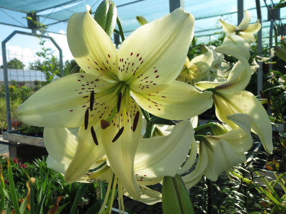 Lilium hybridum Sweet Surrender – lilie