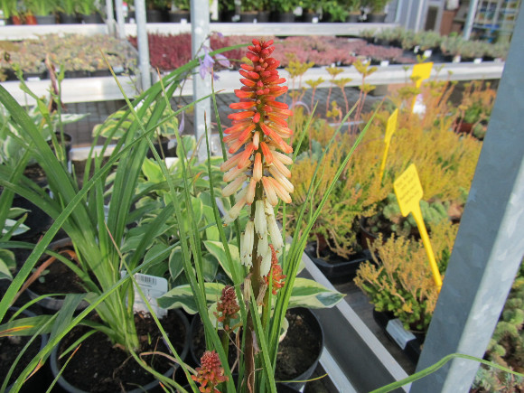 Kniphofia uvaria Popsicle Orange Vanilla – mnohokvět