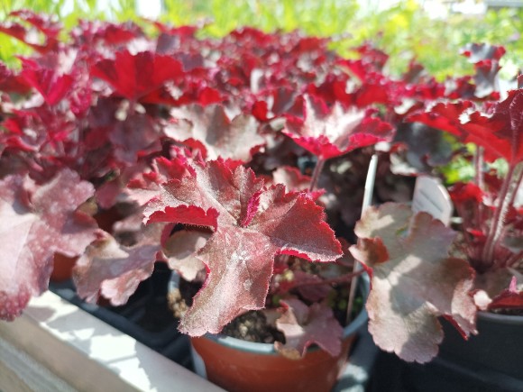 Heuchera Black Beauty - dlužicha