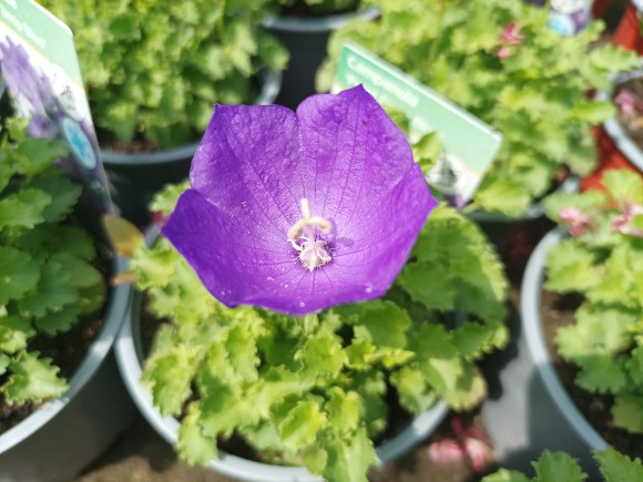 Campanula carpatica Pearl Blue - Zvonek karpatský