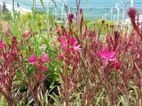 Svíčkovec - Gaura Lindheimeri Gambit Rose