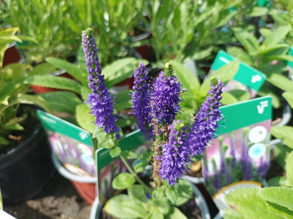 Rozrazil - Veronica spicata Christa