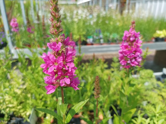 Lythrum Salicaria LIttle Robert - Kyprej, Vrbice