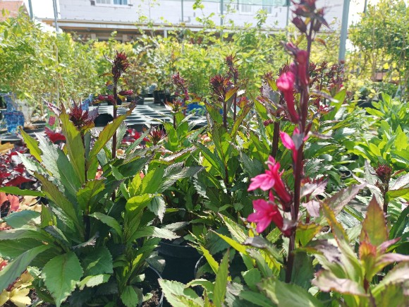 Lobelka vytrvalá - Lobelia speciosa Deep Rose