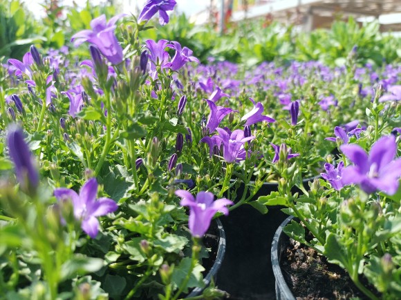 Zvonek Dalmatský - Campanula portenschlagiana Clockwise Blue