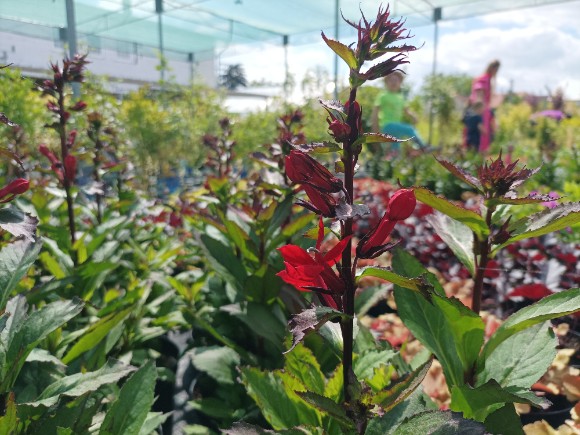 Lobelka vytrvalá - Lobelia erinus Fan Scarlet