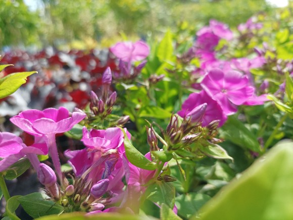 Plaménka - Phlox paniculata Famous Purple