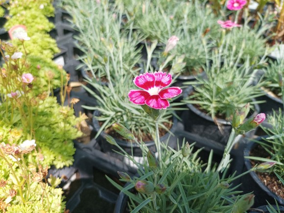 Dianthus caryophyllus Silver Star - Karafiát, Hvozdík