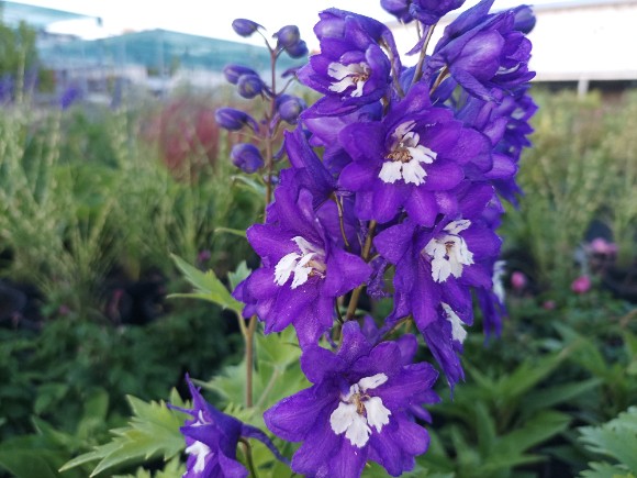 Delphinium Excalibur Dark Blue White Bee