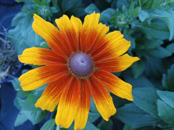 Rudbeckia Summerina Butterscotch Biscuit - Střapatka