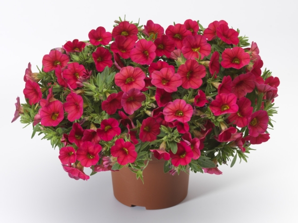 Calibrachoa hybrida - Milion Bells