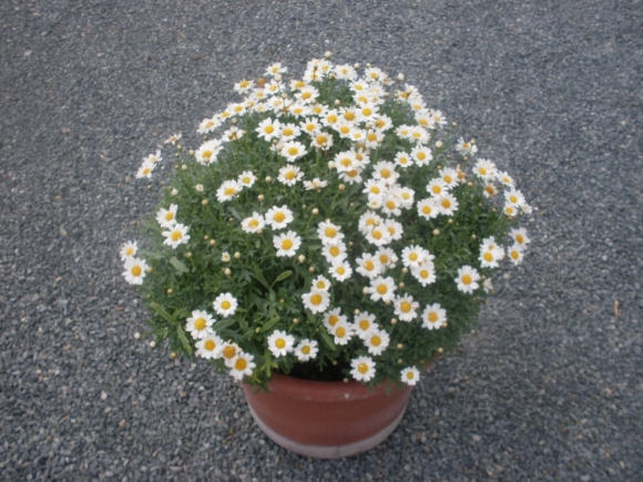 Argyranthemum frutescens - letní kopretina