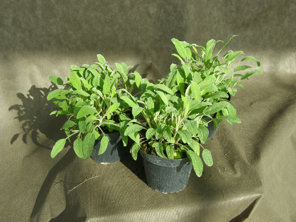 Šalvěj - Salvia officinalis